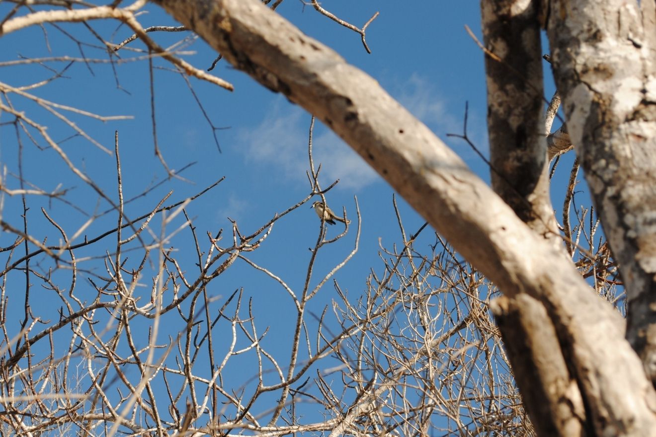 A Galápagos mockingbird is hidden here amongst the branches.